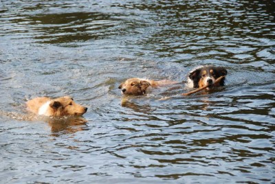 Drago_mit_Begleitung_im_See_DSC_3337.jpg