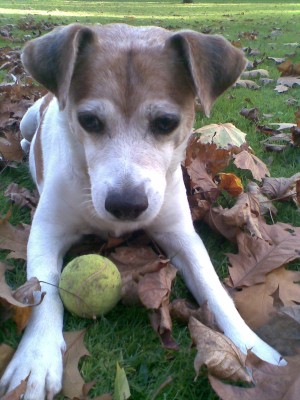 010.jpg (299.62 KiB) 10386-mal betrachtet 010.jpg