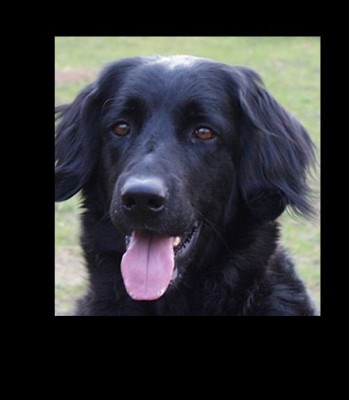 Mein Hund.jpg