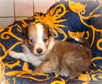 Vollbildaufzeichnung 12.02.2012 113503.jpg