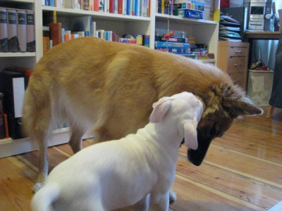 2011 12 20 014.jpg (241.66 KiB) 4678 mal betrachtet Als Übergangziehmama mit Pauline (die jetzt Paula heißt).