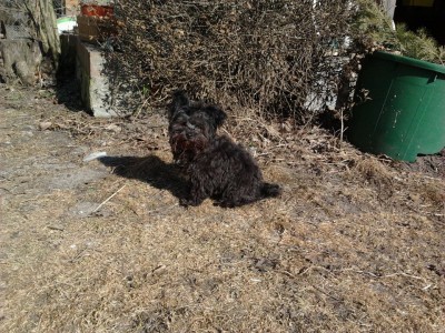Maddy mit blutiger Schnauze3.jpg