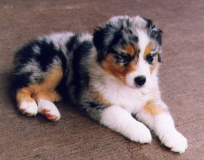 t_australian_shepherd_01_puppies_for_sale[1].jpg