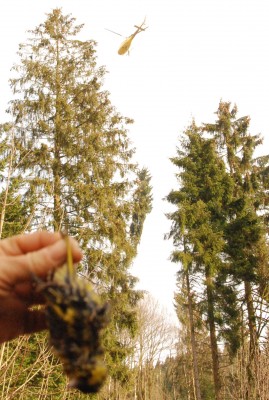 2012_03_20_Zeisig_DSC_4946.jpg (573.24 KiB) 5136-mal betrachtet 2012_03_20_Zeisig_DSC_4946.jpg