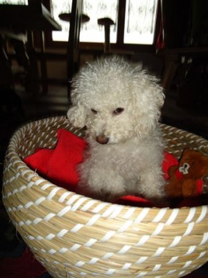 Shyla 1.JPG (42.62 KiB) 4461-mal betrachtet Shyla 1.JPG