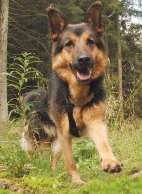 Deutscher_Schaeferhund_3526.jpg