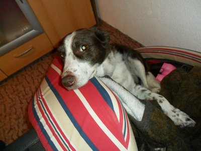 10445981_781296725228610_1953487687144214018_n.jpg (69.29 KiB) 6236-mal betrachtet 10445981_781296725228610_1953487687144214018_n.jpg