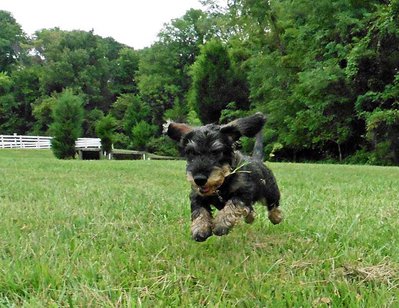 9.13.14frying-pan13.jpg (110.46 KiB) 11809-mal betrachtet 9.13.14frying-pan13.jpg