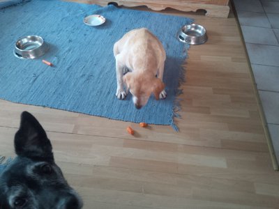 billkarotte.jpg (136.66 KiB) 5476-mal betrachtet billkarotte.jpg