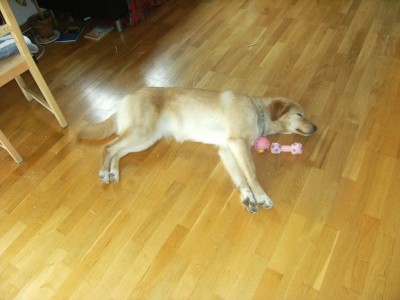 Thea 006.jpg (256.35 KiB) 4151-mal betrachtet Thea 006.jpg