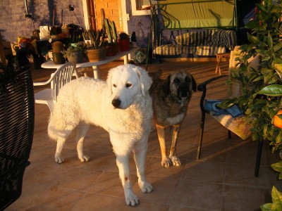 raufbolde.JPG (206.63 KiB) 3101-mal betrachtet raufbolde.JPG