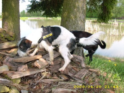 bella und alaska im frühling 007.jpg