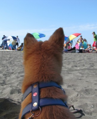 Strand_1.jpg