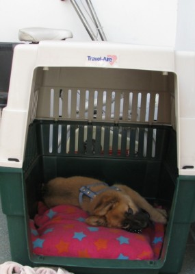 Kennel.jpg