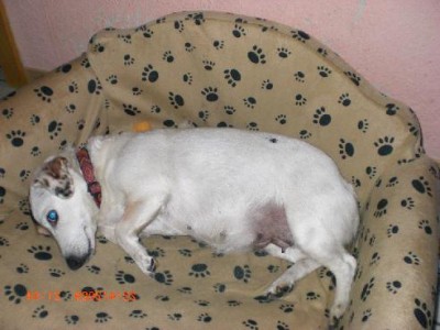 CIMG2589killi neu.jpg