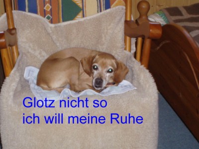 Kessy am Sonntag 29.7.jpg (110.2 KiB) 6693-mal betrachtet Kessy am Sonntag 29.7.jpg