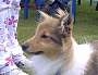 Soeinen Hund bekomme ich einen Sheltie, oder ich muss sie selber kaufen das mach ich auch weil es dann meine Hündin ist!!!