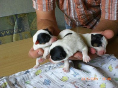 Welpen (3)trio.jpg