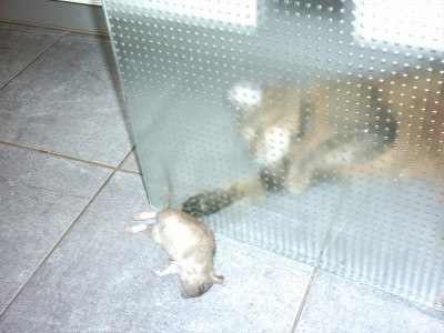 IMAGE0109.JPG (347.11 KiB) 3698 mal betrachtet Zuerst wird ein bißchen Verstecken gespielt....