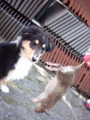 IMAGE0117.JPG (529.64 KiB) 3700 mal betrachtet Jacko wusste nicht wirklich was mit anzufangen. Er mag da schon lieber Kühe.