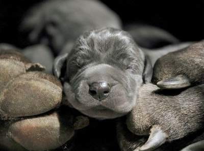 kleiner_hund_schlaeft.jpg (15.59 KiB) 3967-mal betrachtet kleiner_hund_schlaeft.jpg