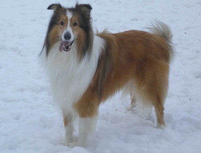 collie_merlin.jpg