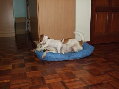 072 Toby&Lissy-a.jpg