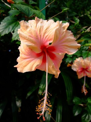 KL-Pics_0115.jpg (621.62 KiB) 2607-mal betrachtet KL-Pics_0115.jpg