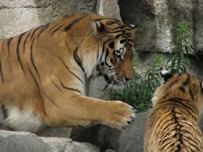 tiger.jpg