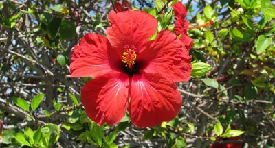 Hibiskus.jpg