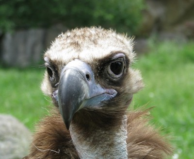 geier.jpg (269.13 KiB) 3088-mal betrachtet geier.jpg