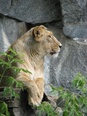 loewin.jpg (521.09 KiB) 3087-mal betrachtet loewin.jpg