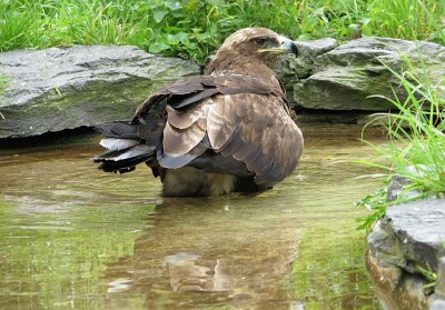 adler.jpg (306.55 KiB) 3593 mal betrachtet Ein stattlicher Adler bei der Morgendusche.