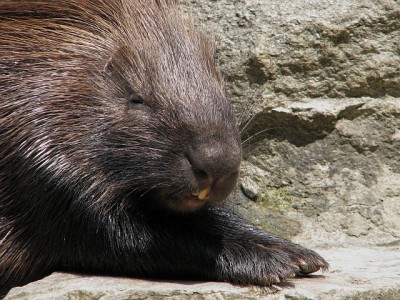 stachelschwein.jpg (334.24 KiB) 3596 mal betrachtet Ein Stachelschwein, die sind so putzig!