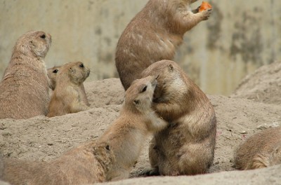 praeriehunde.jpg (202.38 KiB) 3091-mal betrachtet praeriehunde.jpg