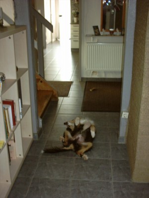 IMAGE0143.JPG (435.79 KiB) 2424 mal betrachtet Jacko mitten im Flur........