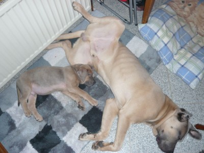 nugget und Lenny.JPG