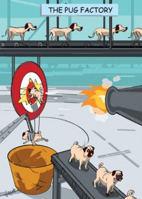 pug factory.jpg