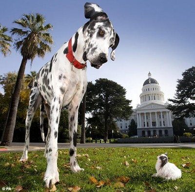 gibson-biggest-dog.jpg