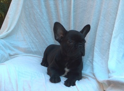 finci7.JPG (117.39 KiB) 5884-mal betrachtet finci7.JPG