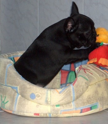 finci10.JPG (112.8 KiB) 5884-mal betrachtet finci10.JPG