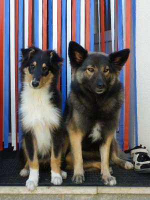 IMGP0334.jpg (462.59 KiB) 3435 mal betrachtet Jacko ist jetzt so "hoch" wie Leah.
