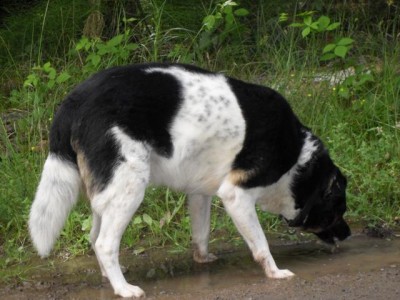 K640_Bobby und Amy 065.JPG