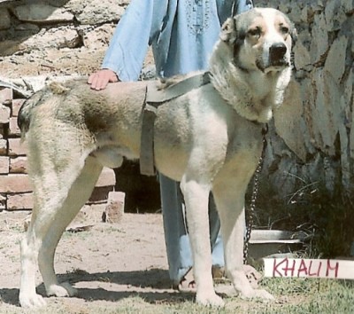 Khalim.jpg (230.55 KiB) 3876-mal betrachtet Khalim.jpg