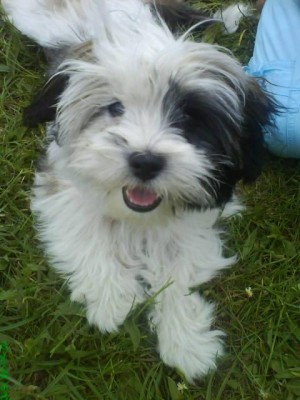 Littlefoot.jpg (43.64 KiB) 3876-mal betrachtet Littlefoot.jpg