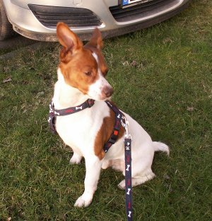 der Neue im Haus.jpg