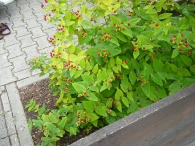 0908130072.JPG