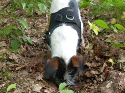 pilze suchen 002.jpg