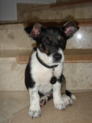 Pelle 2009 09 03.jpg (558.22 KiB) 2517-mal betrachtet Pelle 2009 09 03.jpg