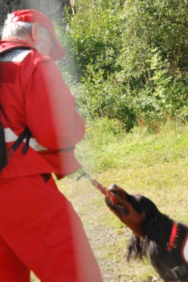 2009_08_22_Rückverweiser_DSC_6557.jpg (57.59 KiB) 8554 mal betrachtet Dieser Gordon Setter ist ein Rückverweiser, der gerade die Anzeige macht